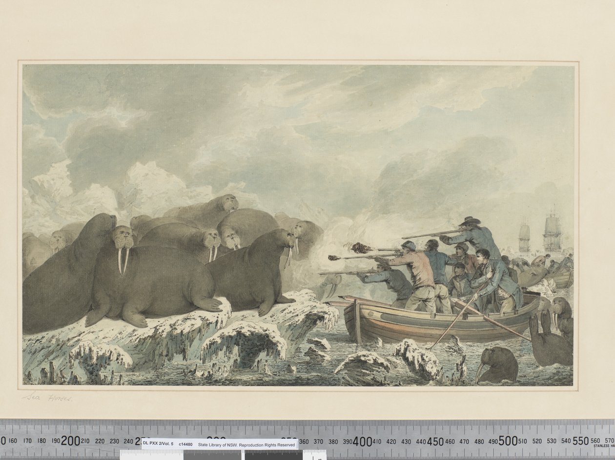F.32 Cavalli marini, c.1773-84 da John Webber
