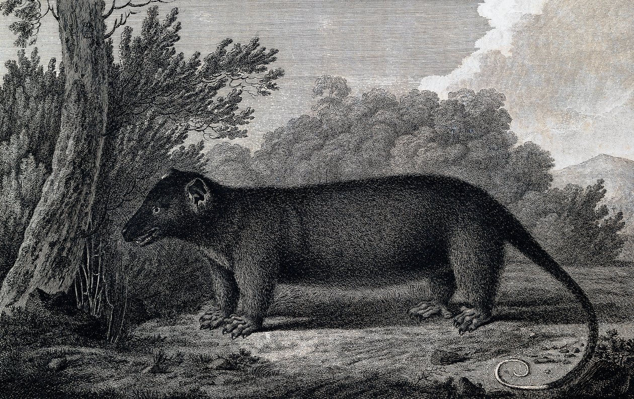 Opossum, incisione dal disegno di John Webber (1750-1793) realizzato durante il terzo viaggio di James Cook da John Webber