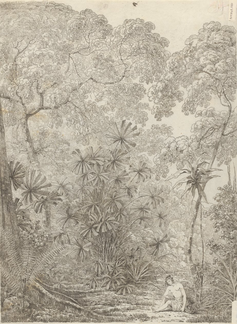 La Palma a Ventaglio di Cracatoa da John Webber