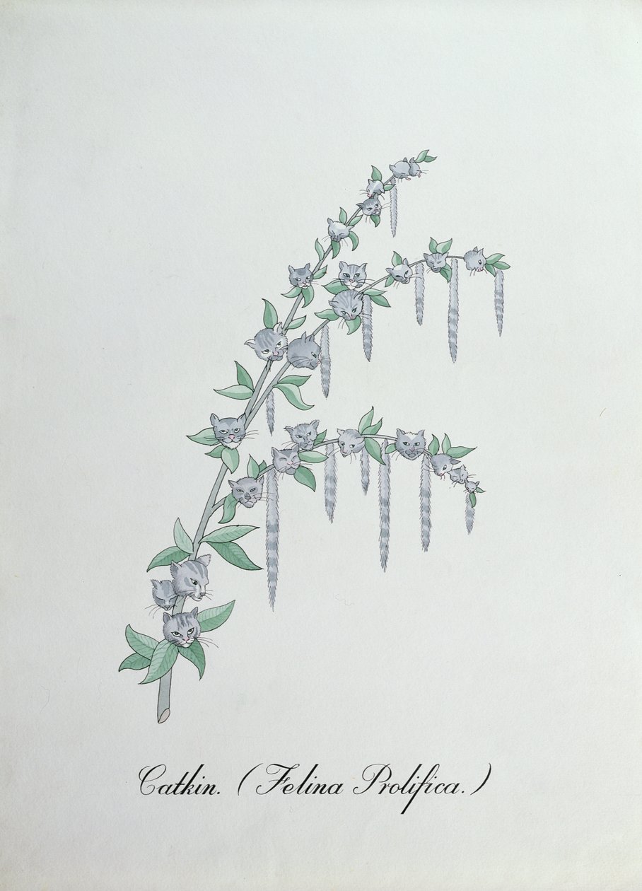 Catkin (Felina Prolifica.), illustrazione da 
