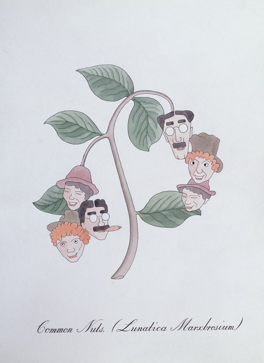 Noci comuni, illustrazione da 