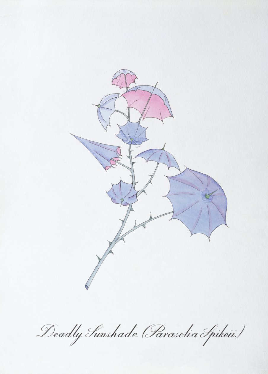 Deadly Sunshade (Parasolia Spikeii.), illustrazione da 
