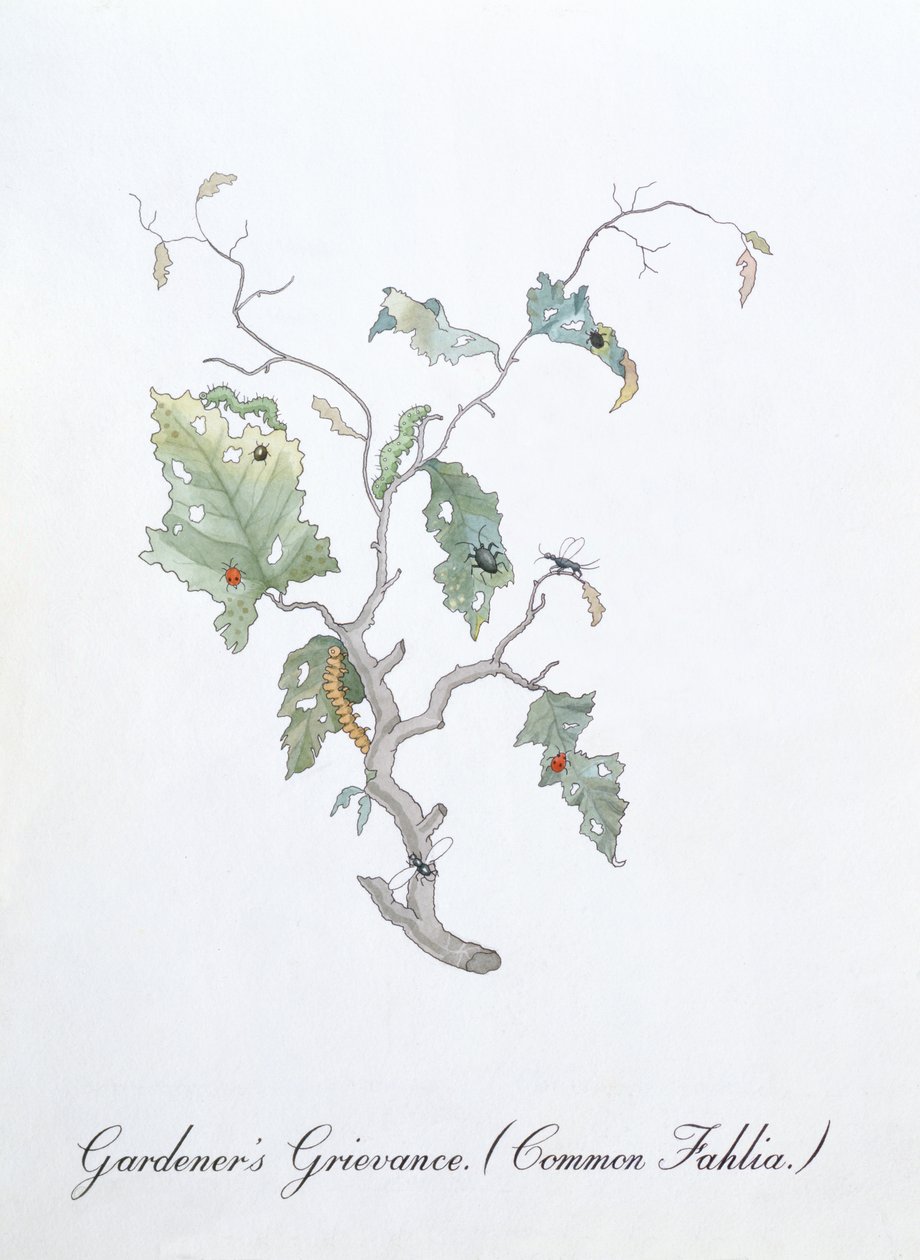 Grievance del giardiniere (Common Fahlia), illustrazione da 