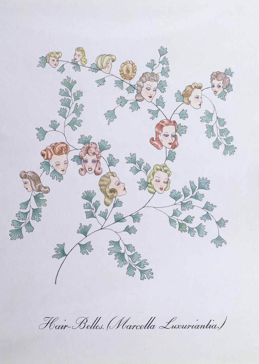 Hair-Belles (Marcella Luxuriantia), illustrazione da 