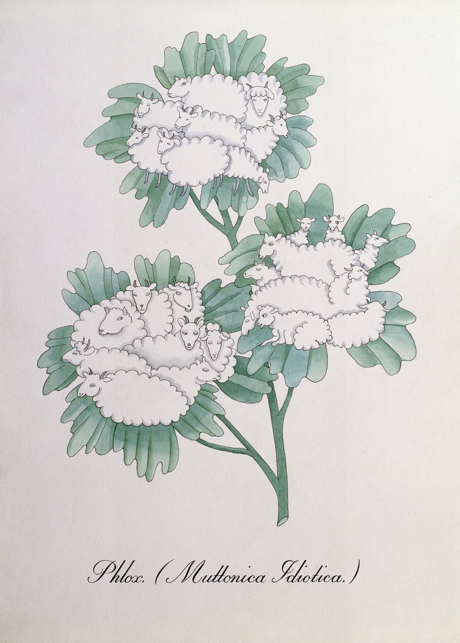 Phlox. (Muttonica Idiotica), illustrazione da 