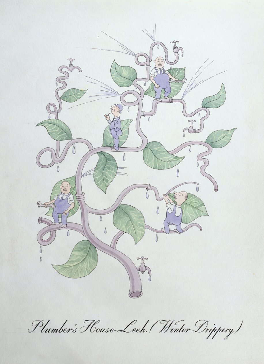 House-Leek del idraulico (Water Drippery), illustrazione da 