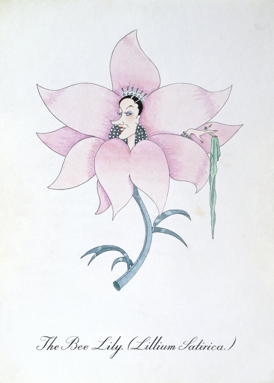 The Bee Lily (Lillium Satirica.), illustrazione da 
