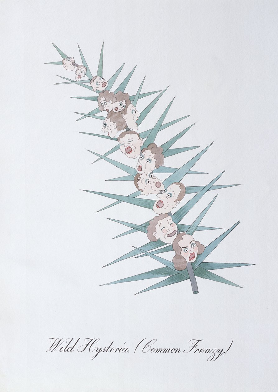 Isteria selvaggia, illustrazione da 