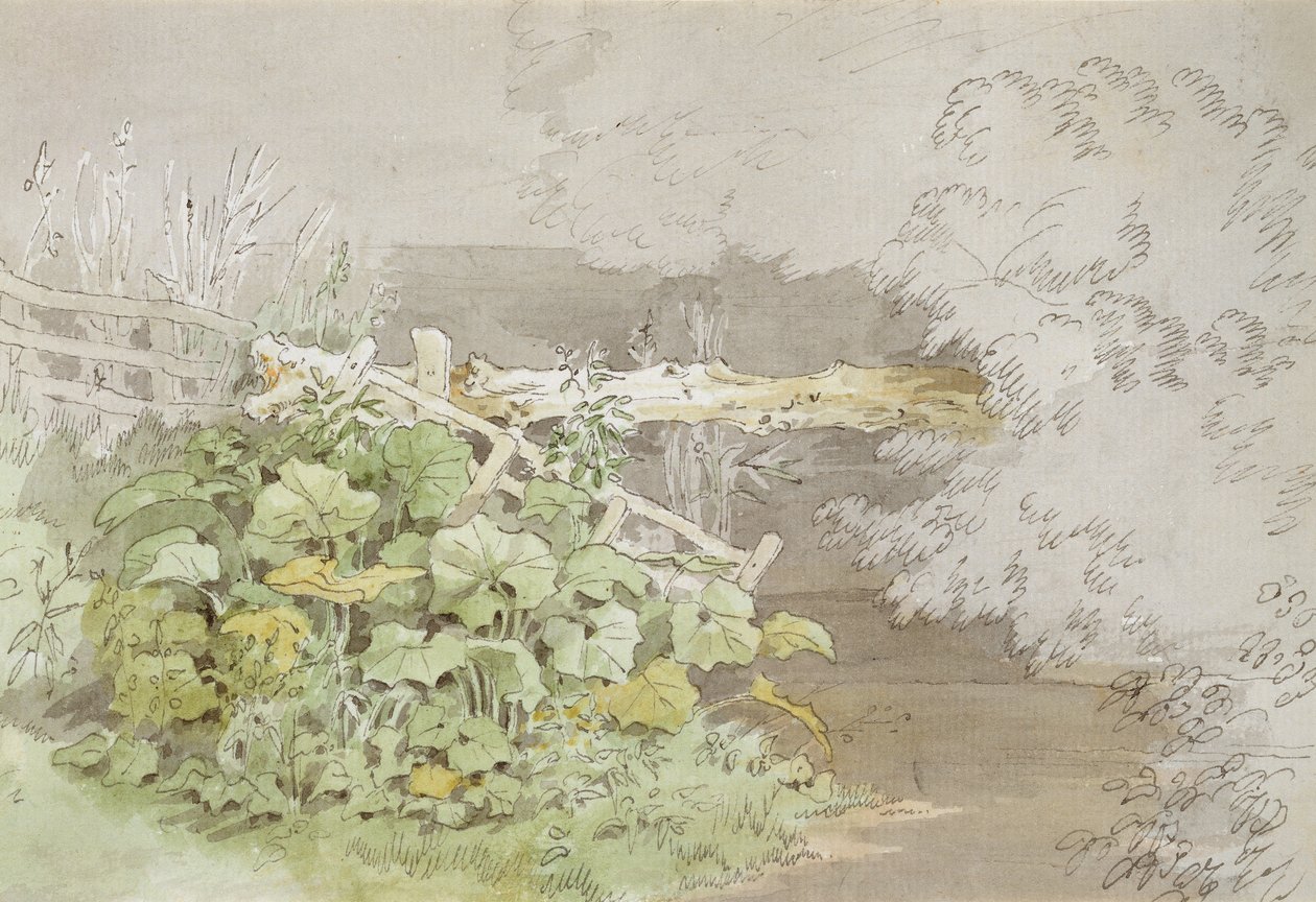 Piante di Darsena presso un Ruscello Ombreggiato da John White Abbott