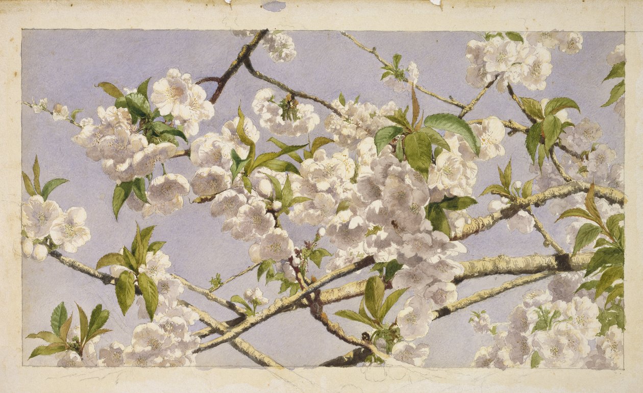 Fiori di melo, c.1874 da John William Hill