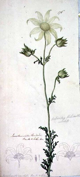 Fiore di flanella, actinotus helianthe labill da John William Lewin