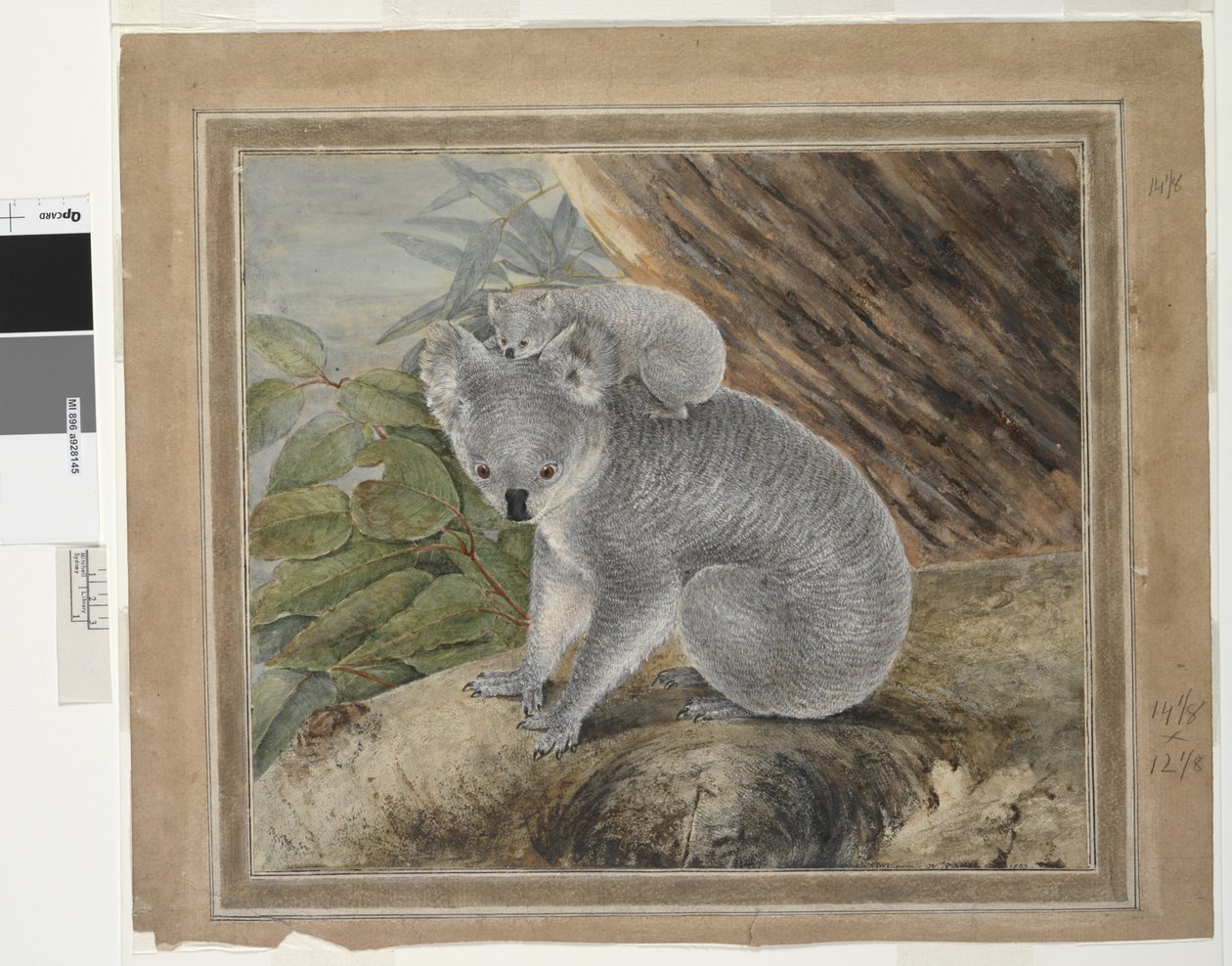 Koala e cucciolo, 1803 da John William Lewin