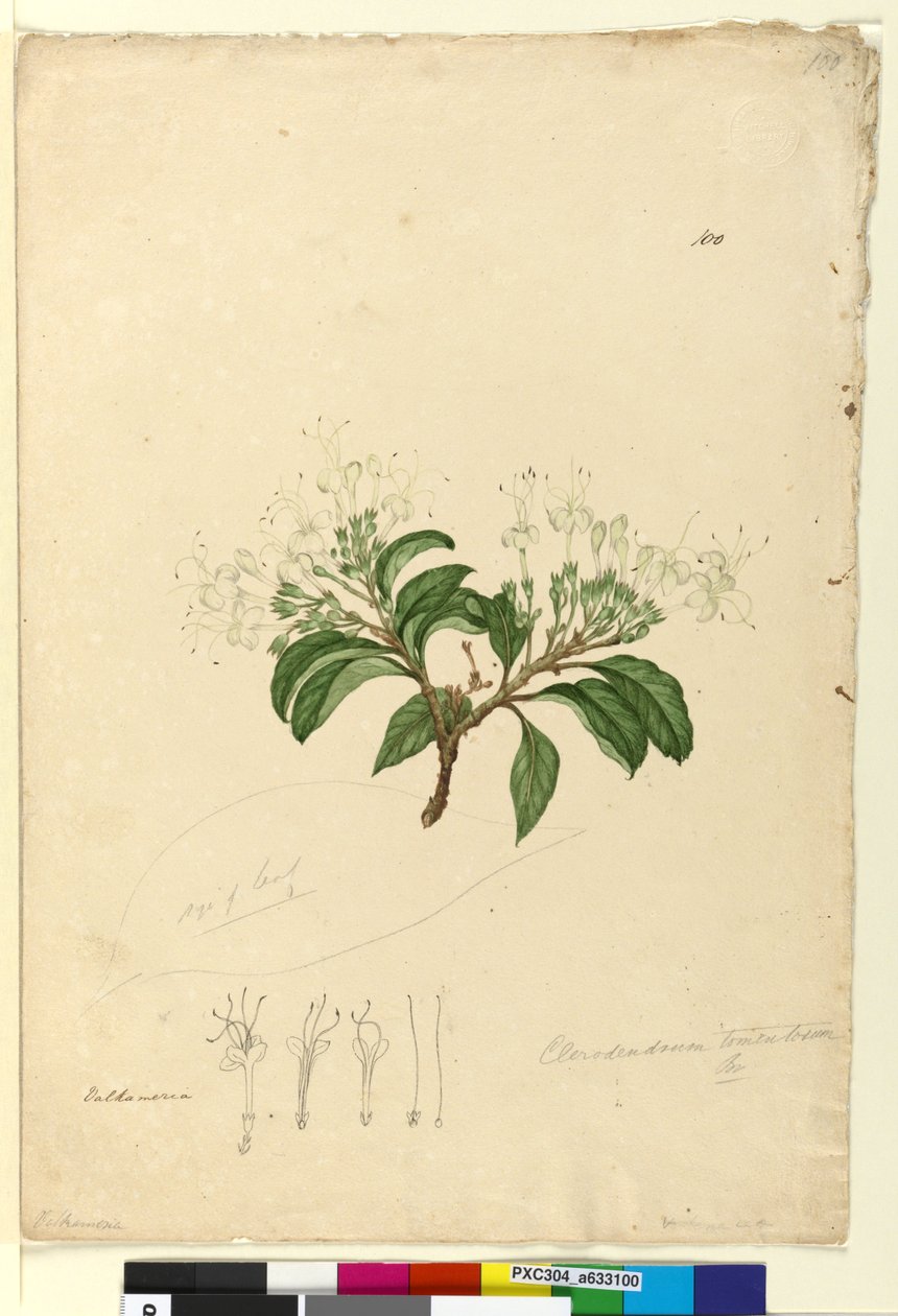 Pagina 100. Clerodendrum tomentosum da John William Lewin