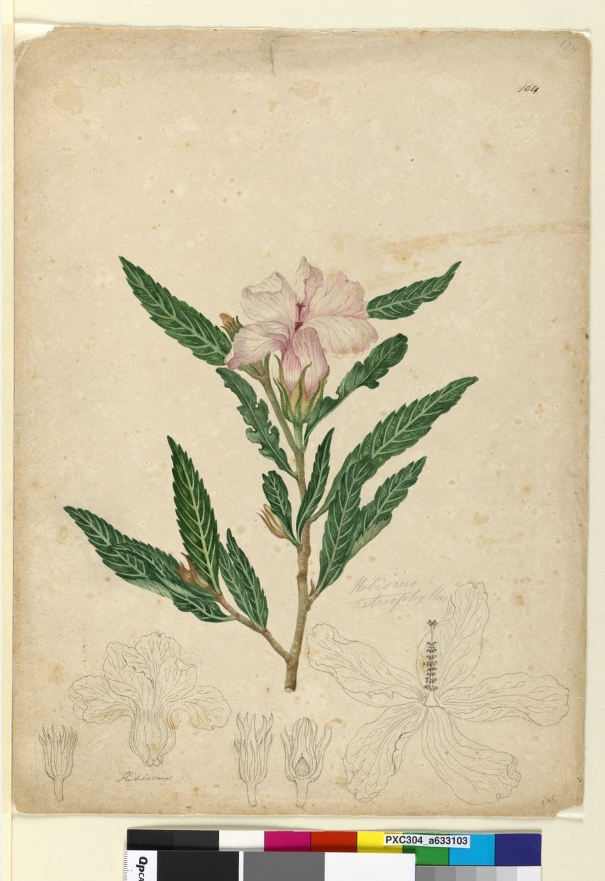 Pagina 104. Hibiscus heterophyllus da John William Lewin