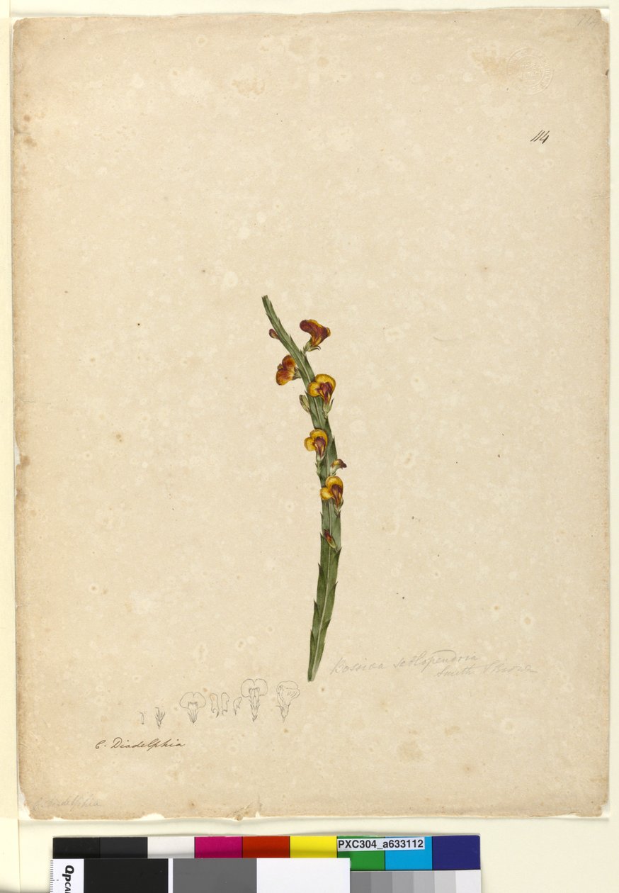 Pagina 114. Bossiaea scolopendria da John William Lewin