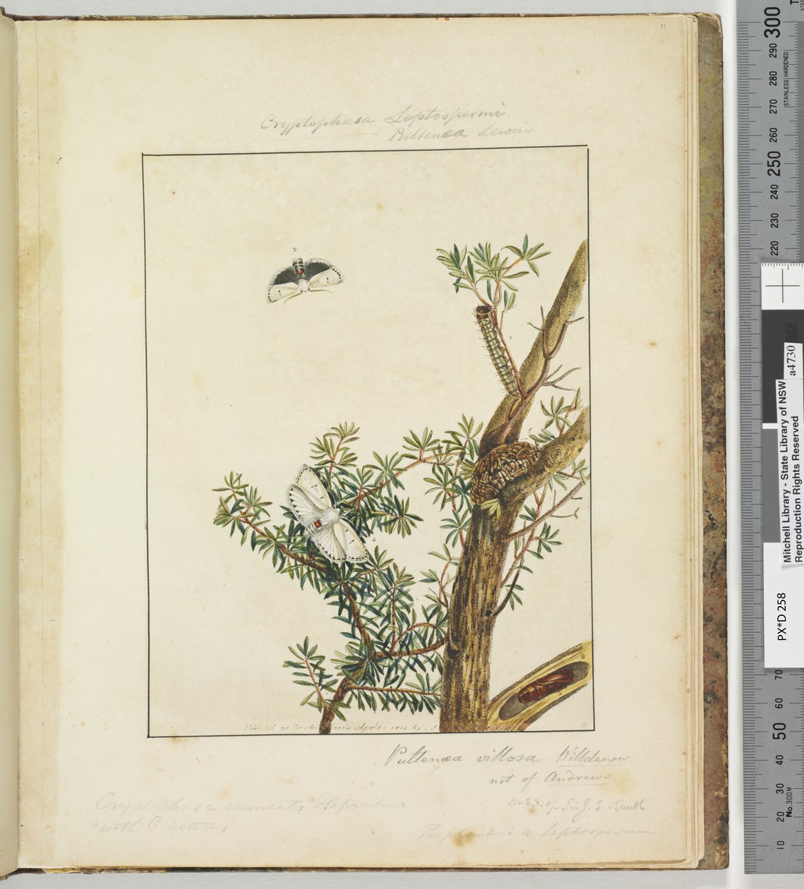 Pagina 11. Tavola 3 Cryptophasa Septosfermi Pultenae Lewin, 1803-04 da John William Lewin