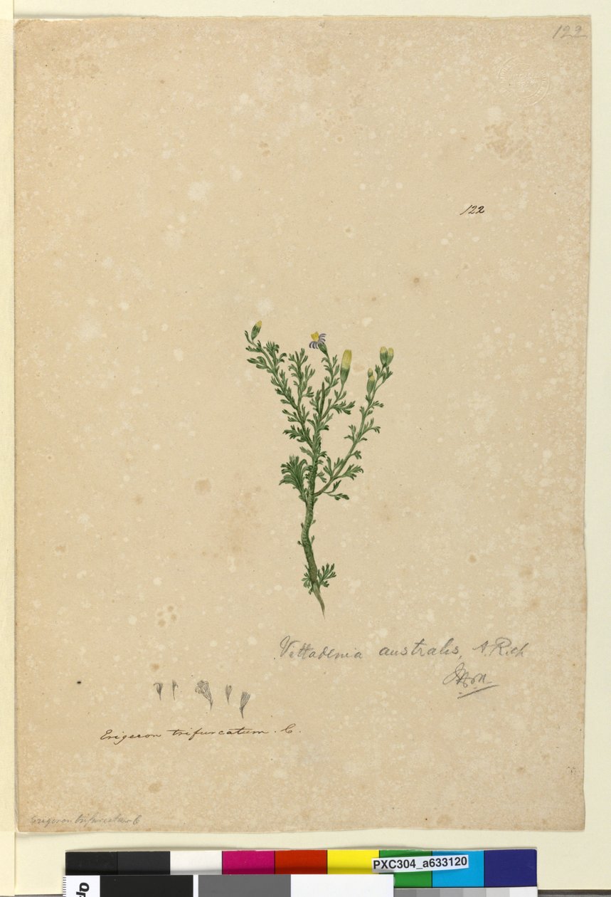Pagina 122. Vittadinia australis da John William Lewin