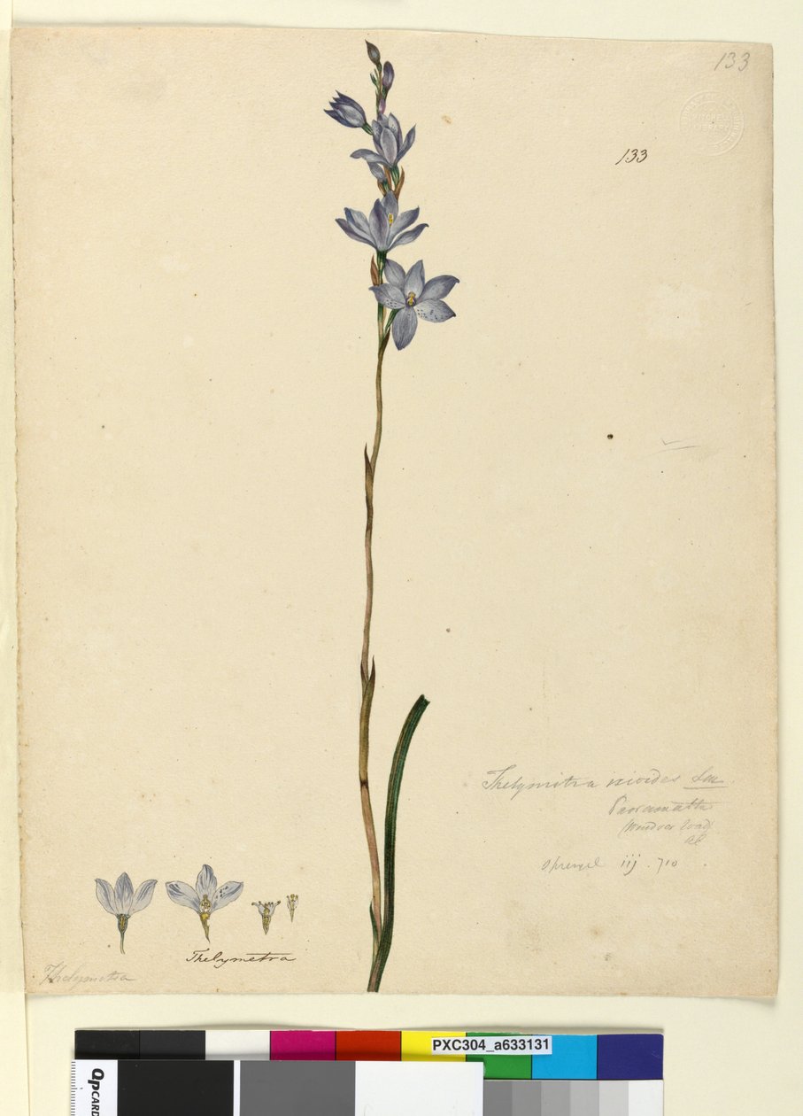 Pagina 133. Thelymitra ixioides da John William Lewin