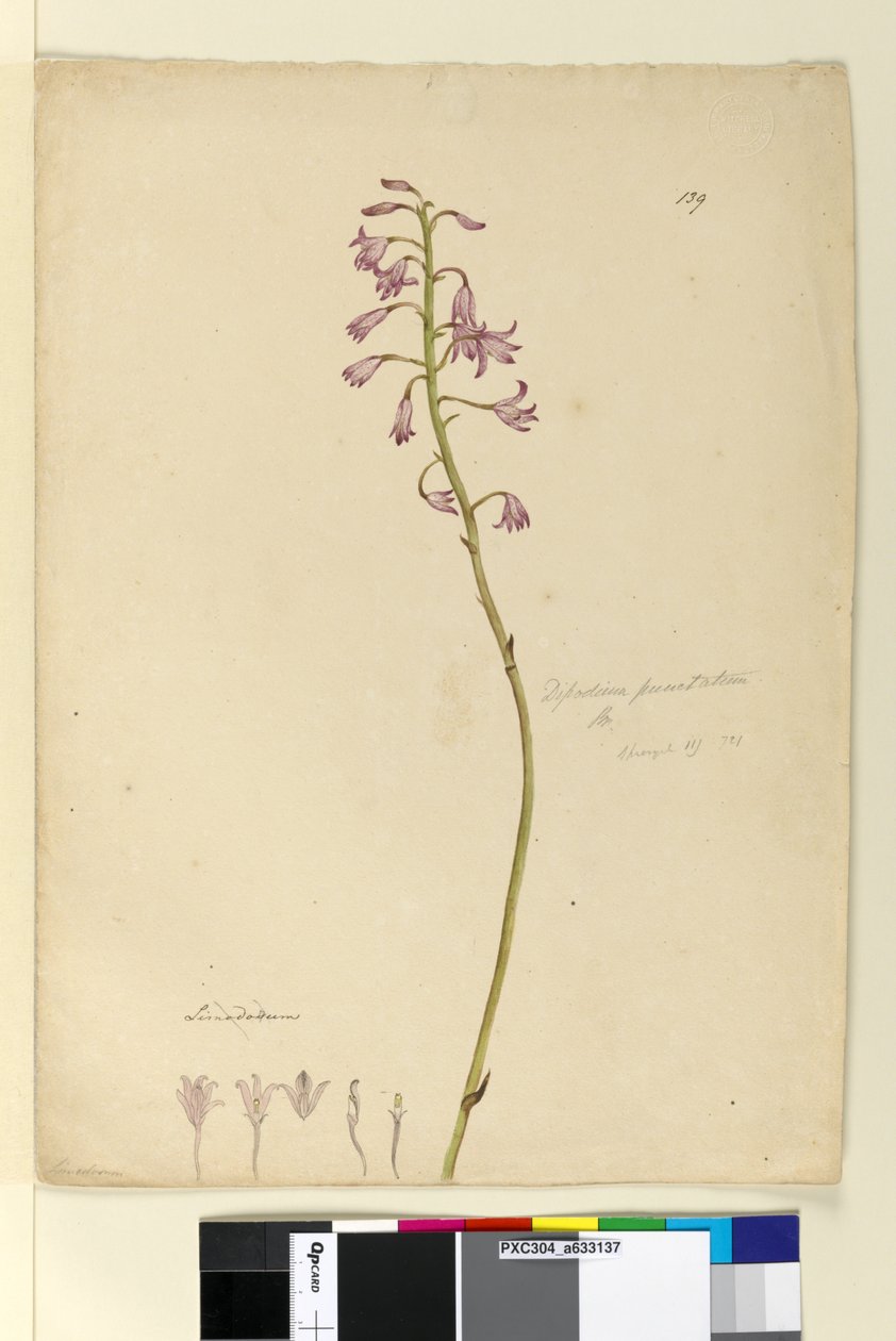 Pagina 139. Dipodium punctatum da John William Lewin