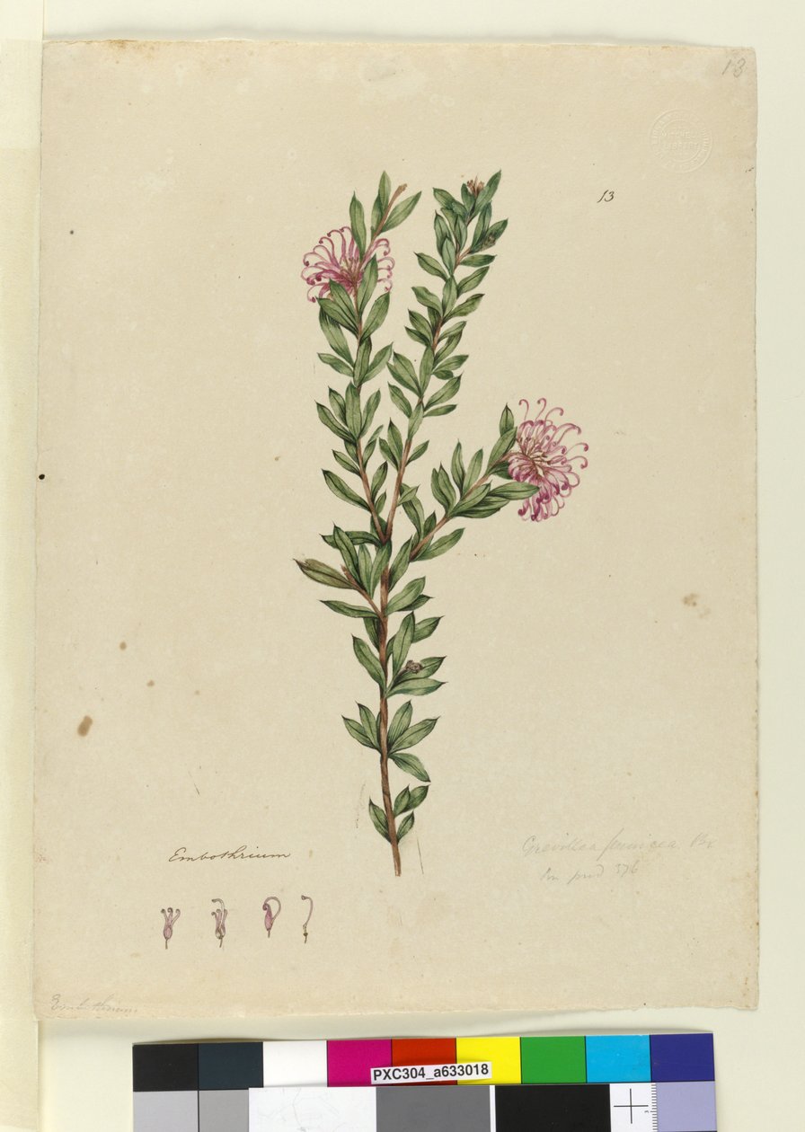 Pagina 13. Grevillea punicea, c.1803-06 da John William Lewin