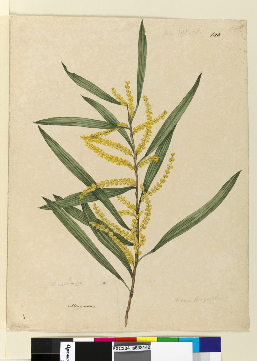 Pagina 145. Acacia longifolia da John William Lewin