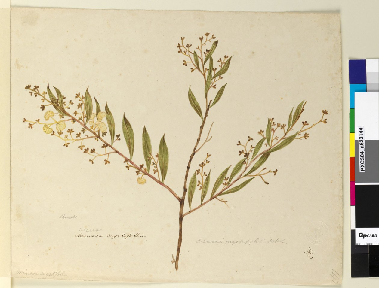 Pagina 147. Acacia myrtifolia da John William Lewin