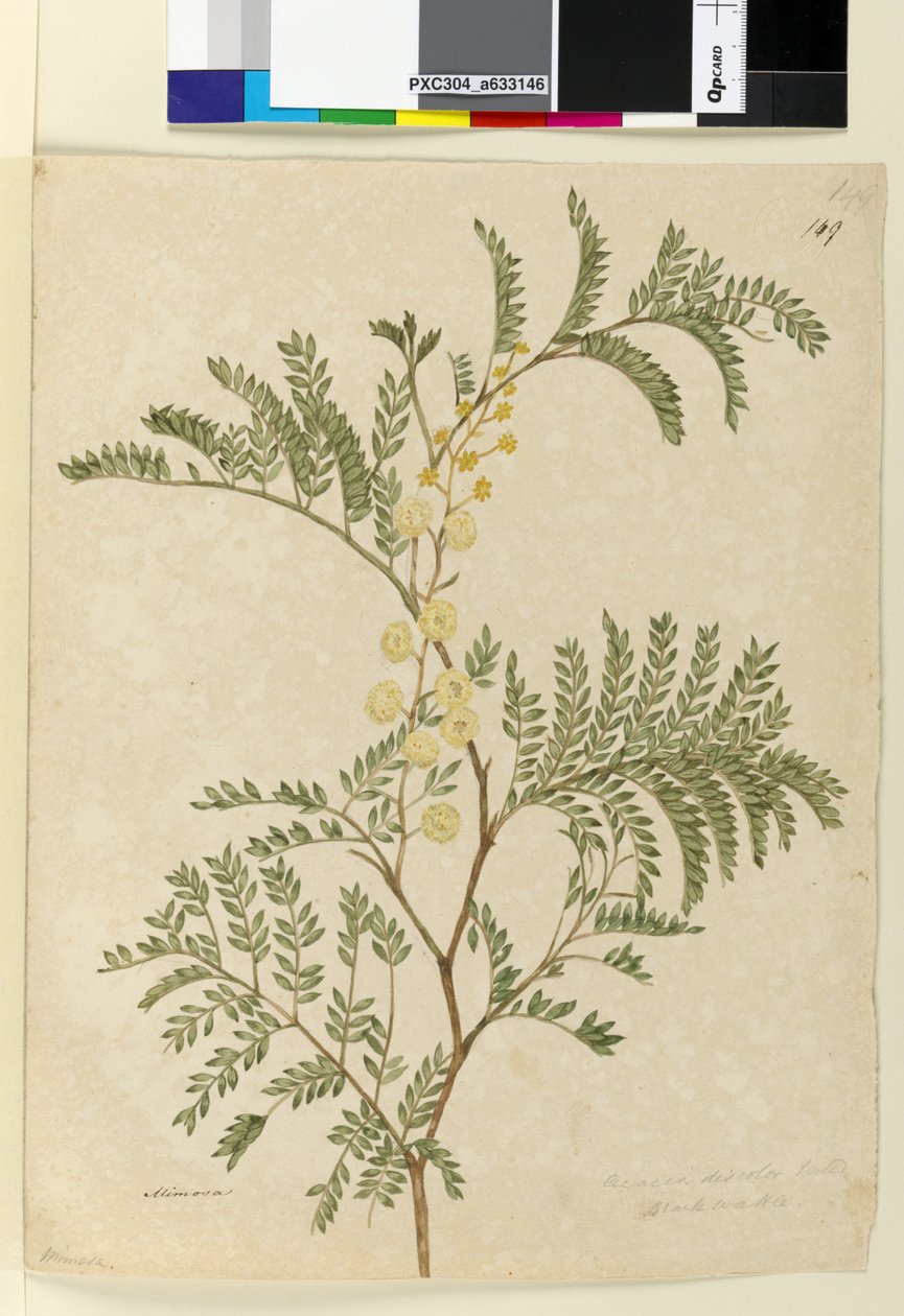 Pagina 149. Acacia discolorAcacia terminalis da John William Lewin