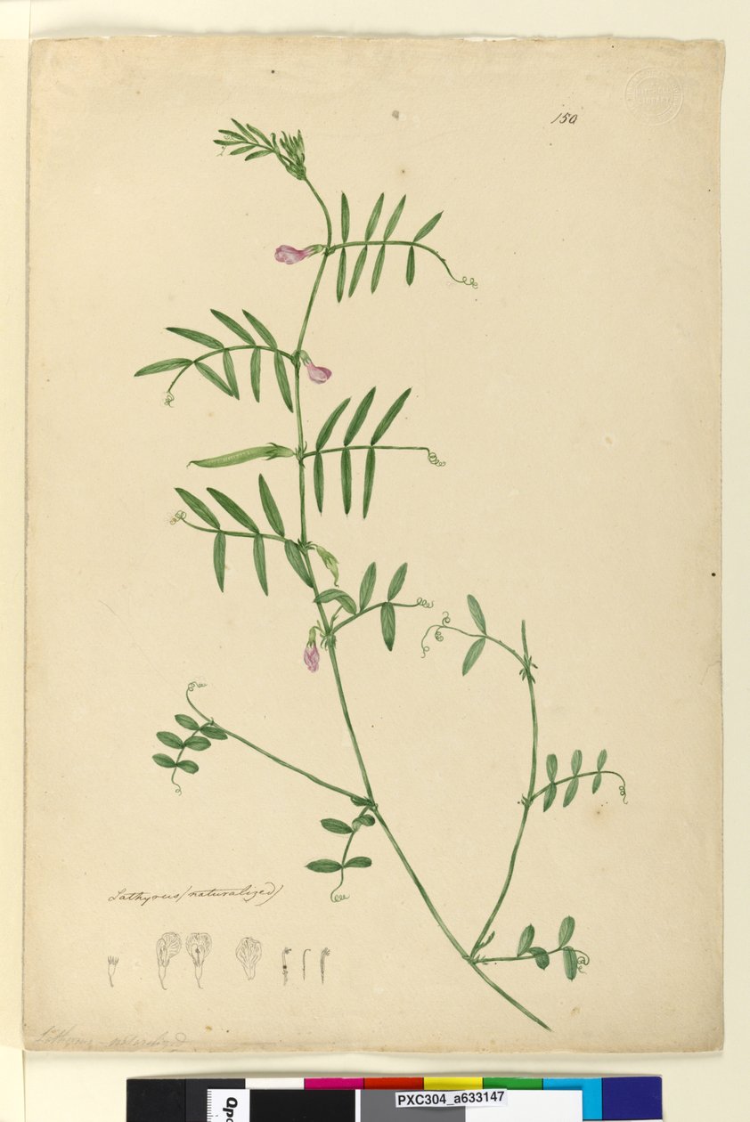 Pagina 150. Lathyrus da John William Lewin