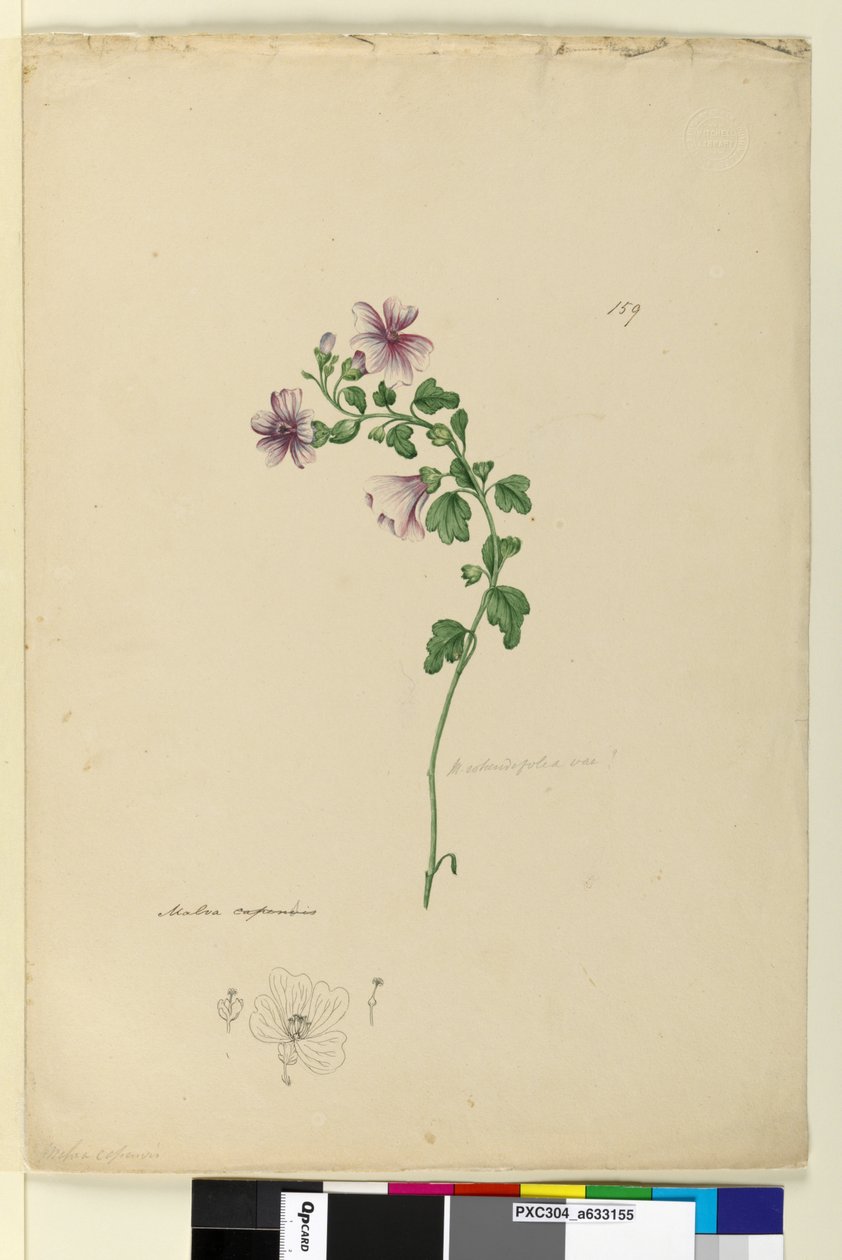 Pagina 159. Malva capensis da John William Lewin