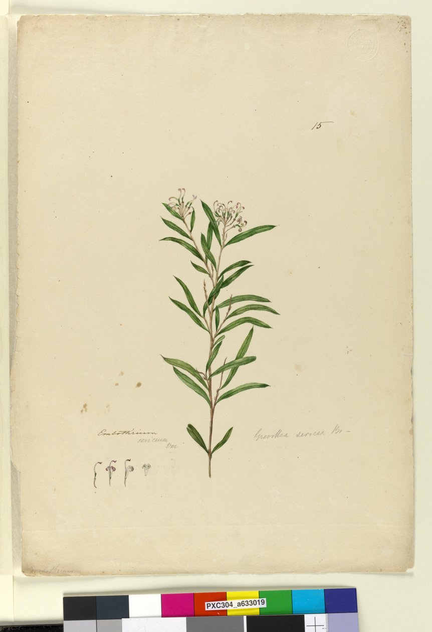 Pagina 15. Grevillea sericea, c.1803-06 da John William Lewin