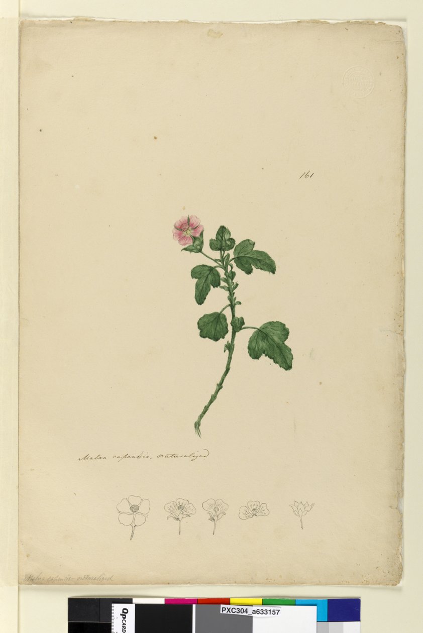 Pagina 161. Malva capensis da John William Lewin