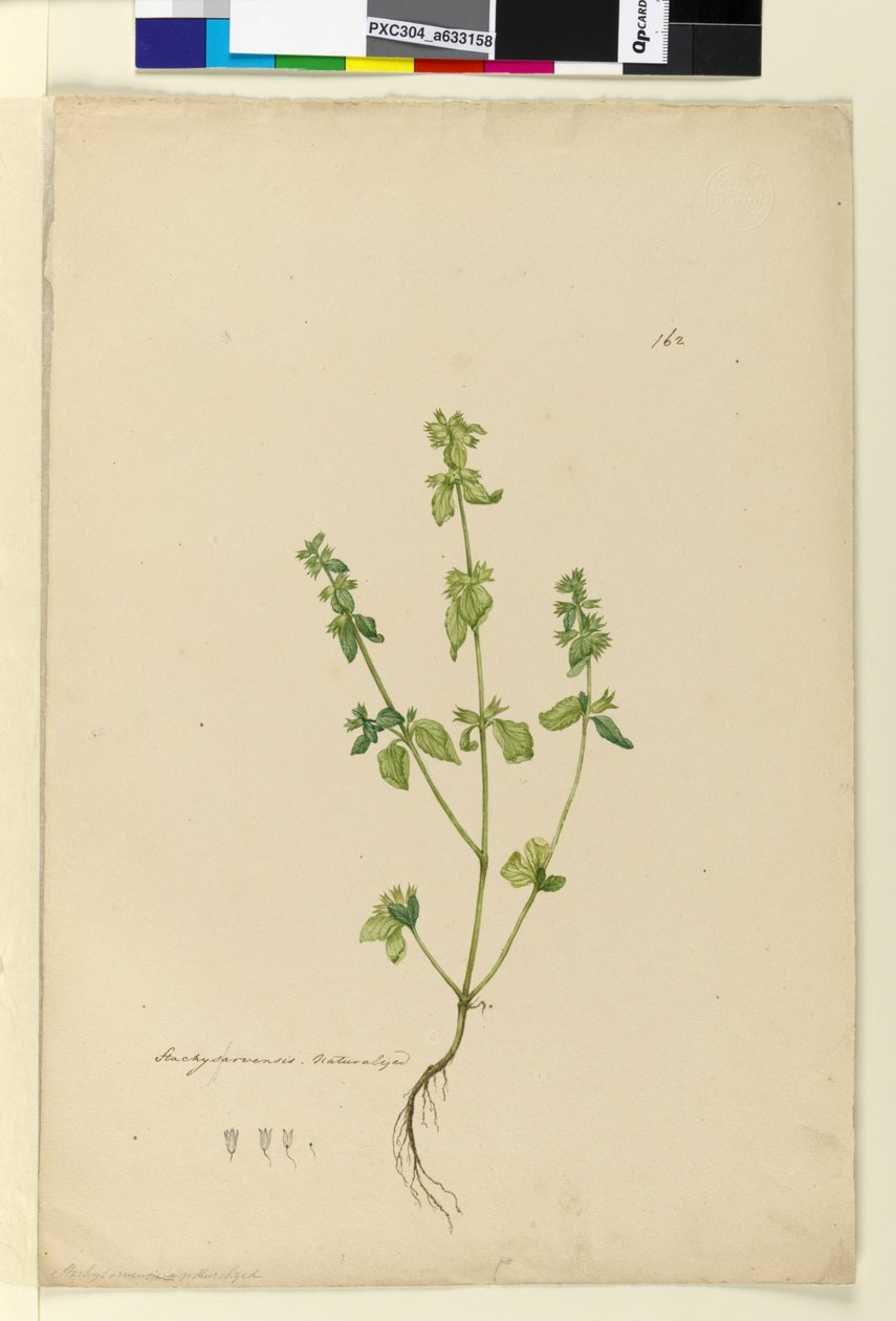 Pagina 162. Stachys arvensis da John William Lewin