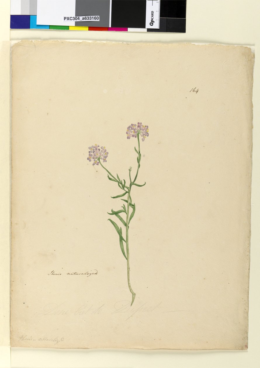 Pagina 164. Iberis naturalizzata da John William Lewin