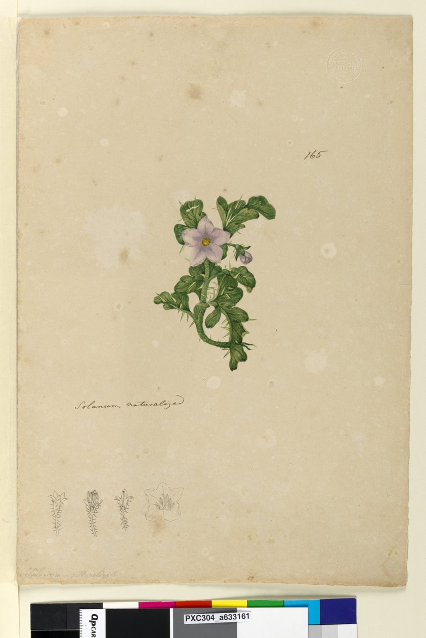 Pagina 165. Solanum naturalizzato da John William Lewin