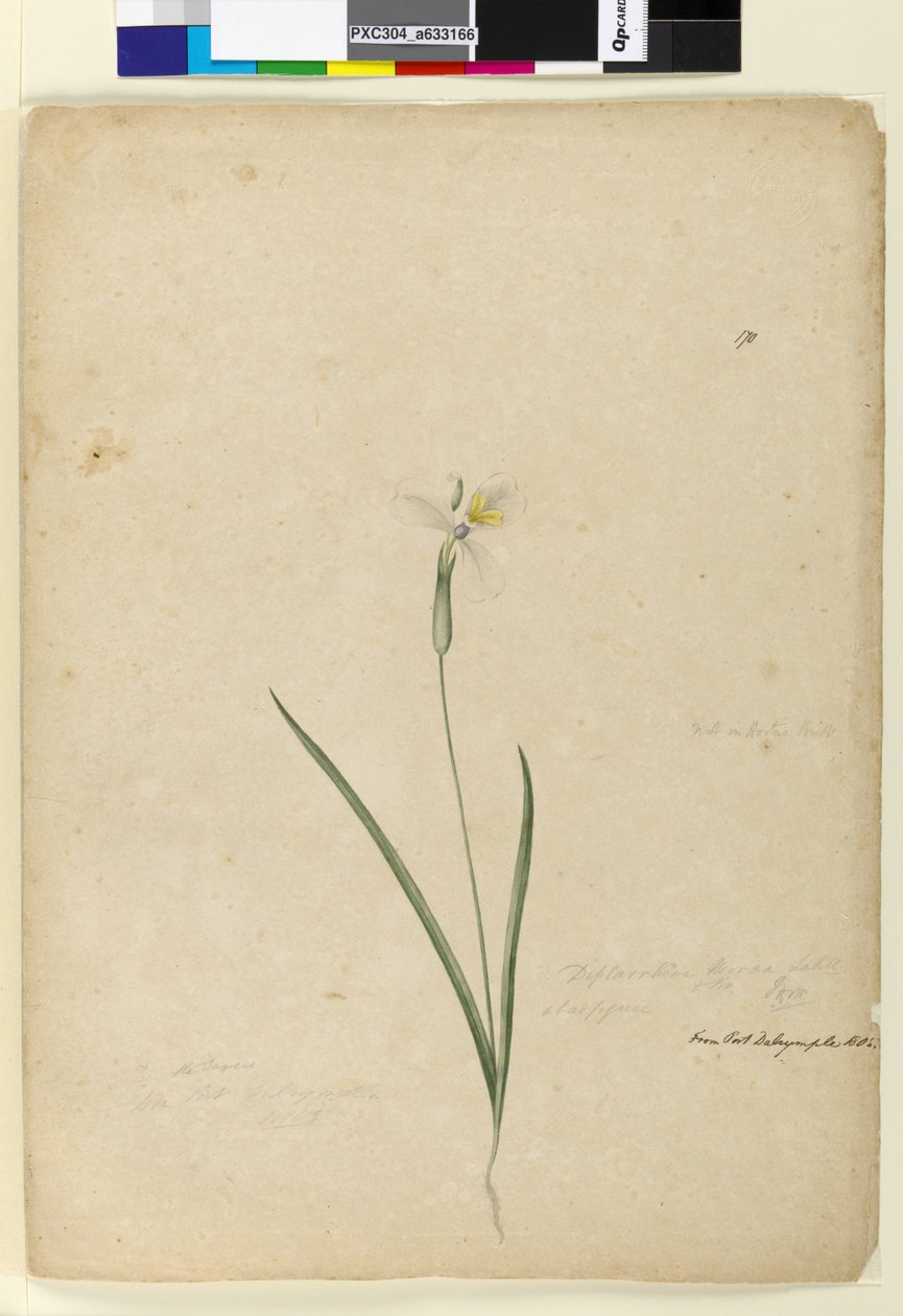Pagina 170. Diplarrhena moraea, c.1803-06 da John William Lewin