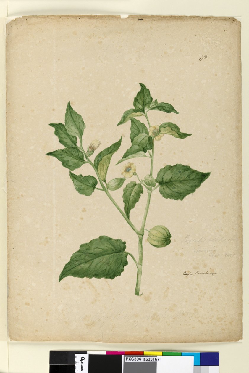 Pagina 172. Physalis edulis da John William Lewin