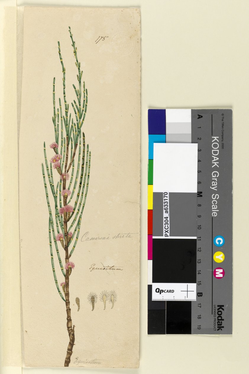 Pagina 175. Casuarina stricta Allocasuarina verticillata da John William Lewin