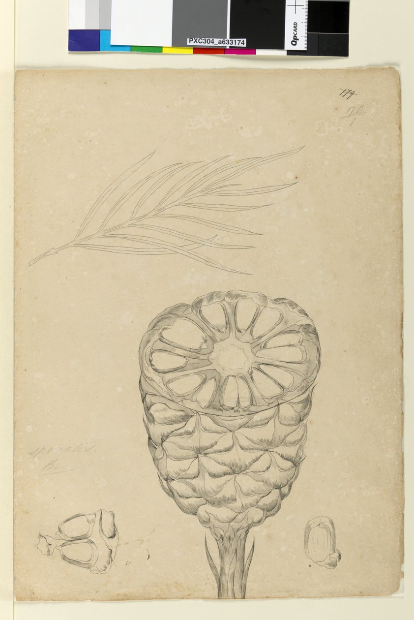 Pagina 178b. Spiralis da John William Lewin