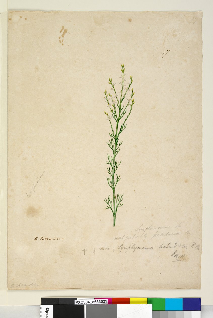 Pagina 17. Symphionema paludosum, c.1803-06 da John William Lewin