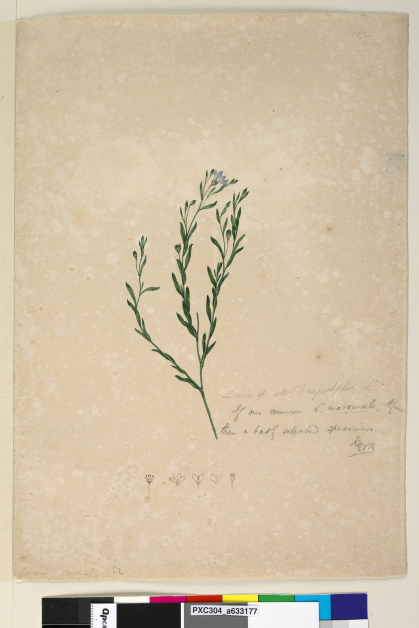 Pagina 182. Linum sp affine ad augustifolium da John William Lewin