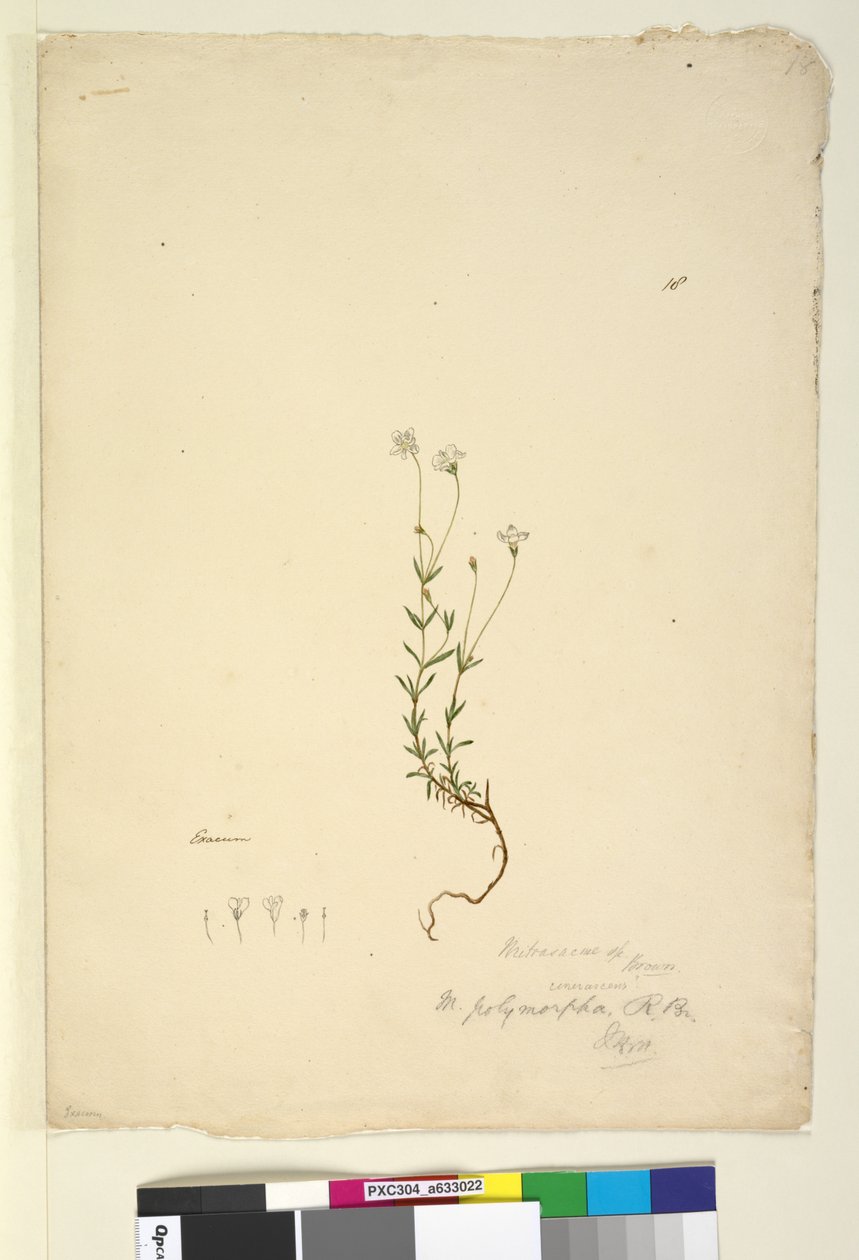 Pagina 18. Mitrasacme polymorpha, c.1803-06 da John William Lewin