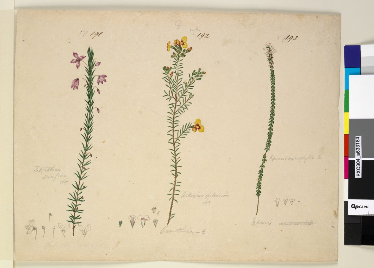 Pagina 191. Tetratheca ericifolia; 192. Dillwynia glaberrima; 193. Epacris microphylla da John William Lewin
