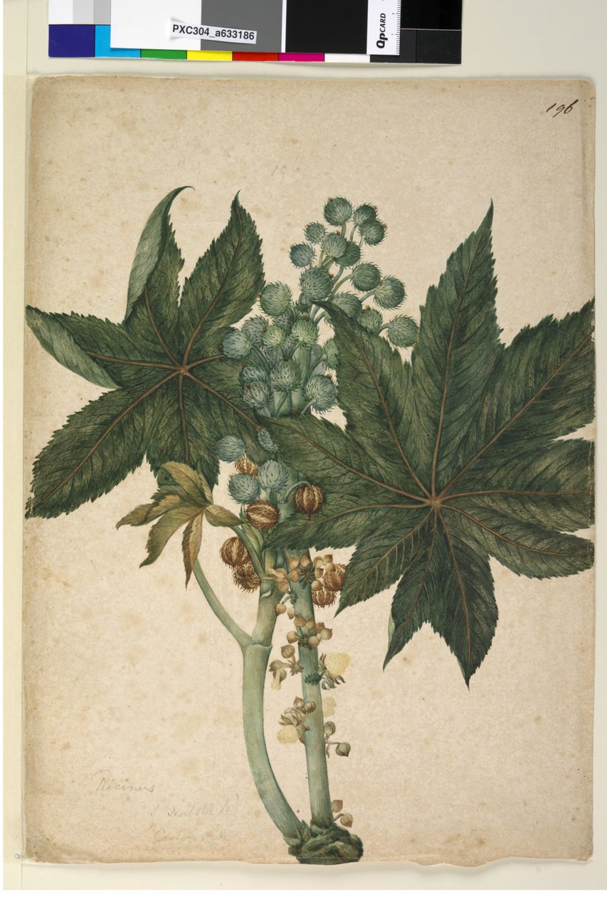 Pagina 196. Ricinus Ricinus communis da John William Lewin