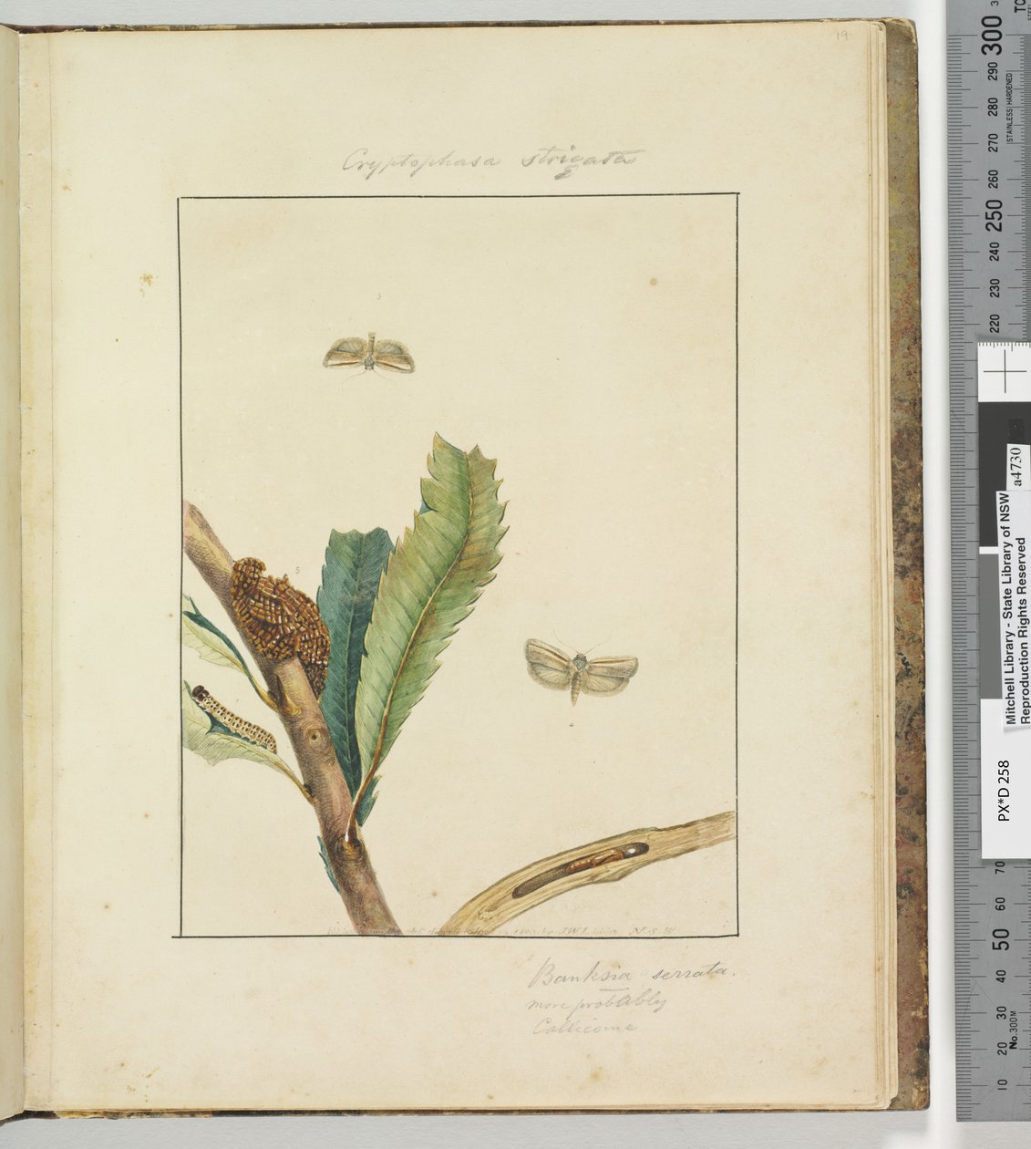 Pagina 19. Tavola 5 Cryptophasa Strigata, 1803-04 da John William Lewin