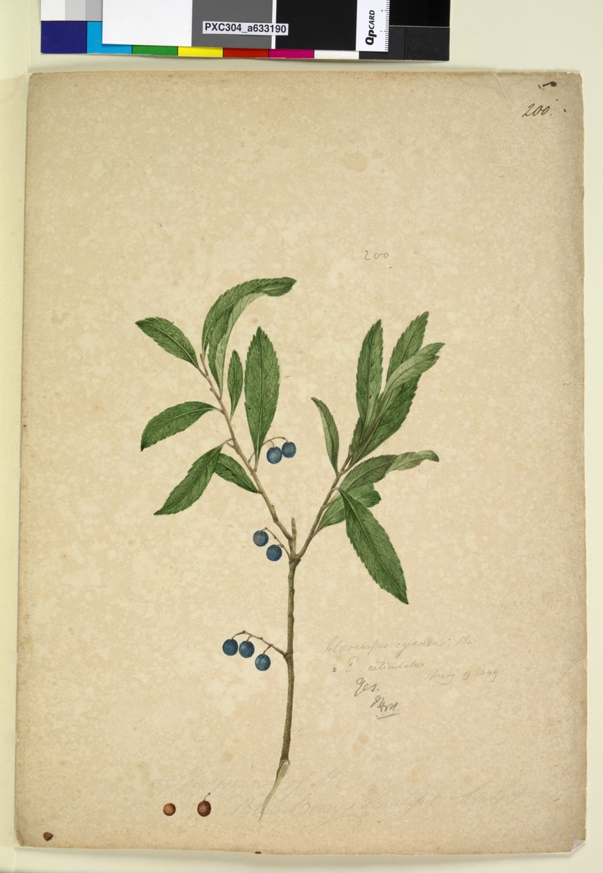 Pagina 200. Elaeocarpus reticulatus da John William Lewin