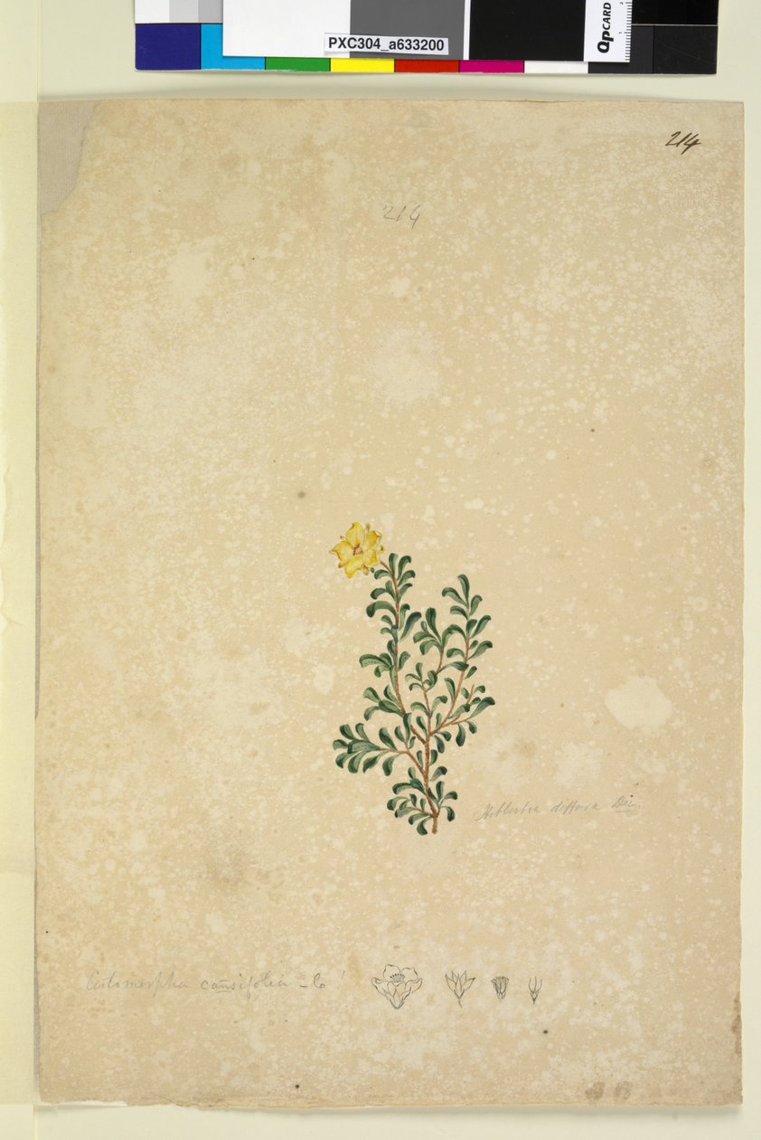 Pagina 214. Hibbertia diffusa da John William Lewin