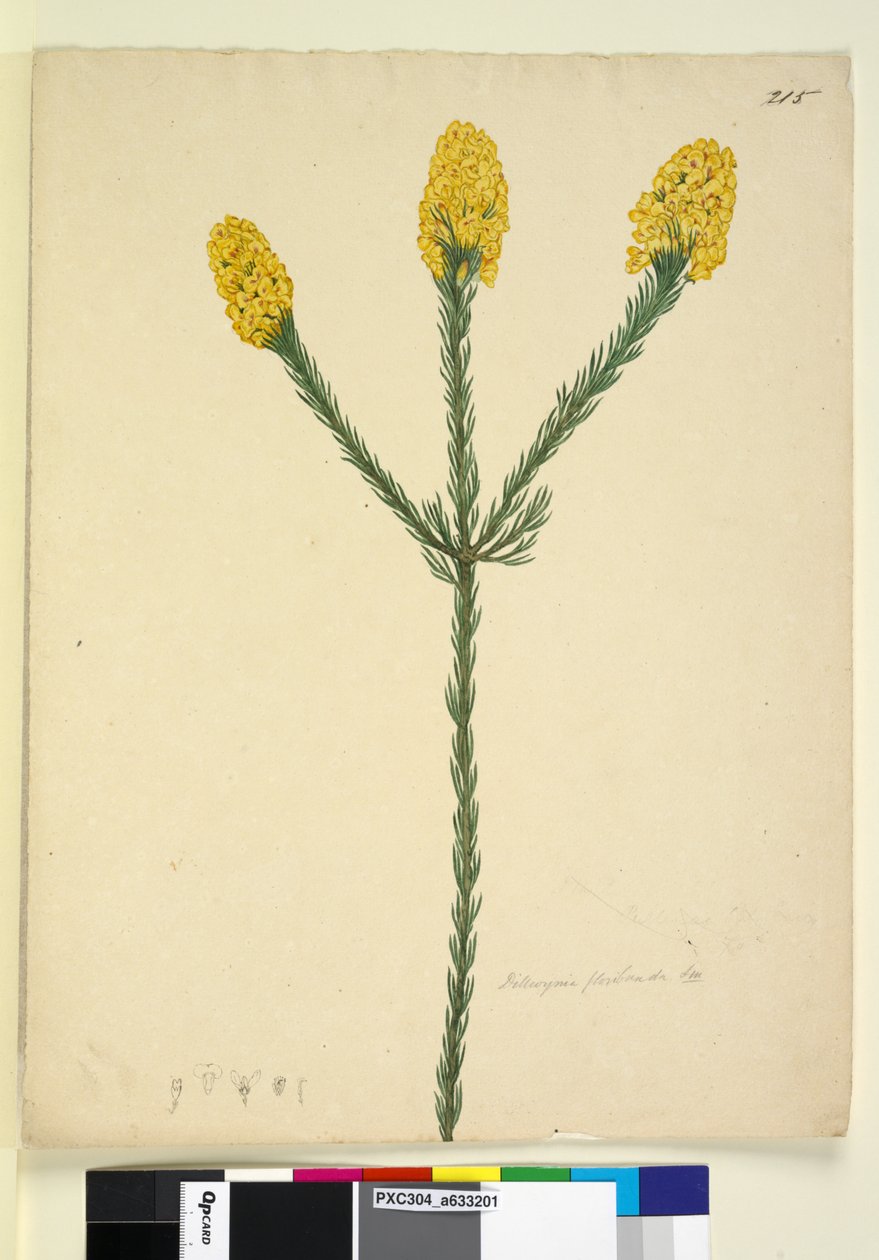 Pagina 215. Dillwynia floribunda da John William Lewin
