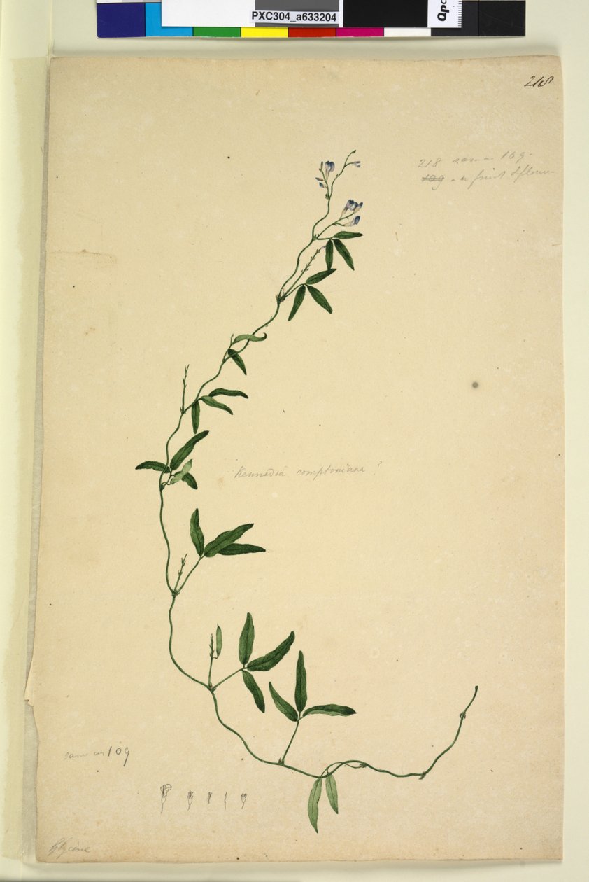 Pagina 218. Kennedia comptoniana Hardenbergia comptoniana da John William Lewin