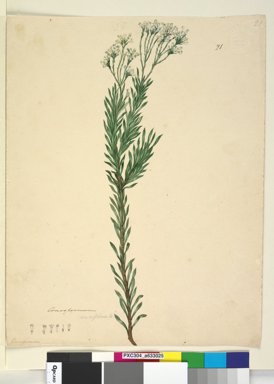 Pagina 21. Conospermum ericifolium, c.1803-06 da John William Lewin