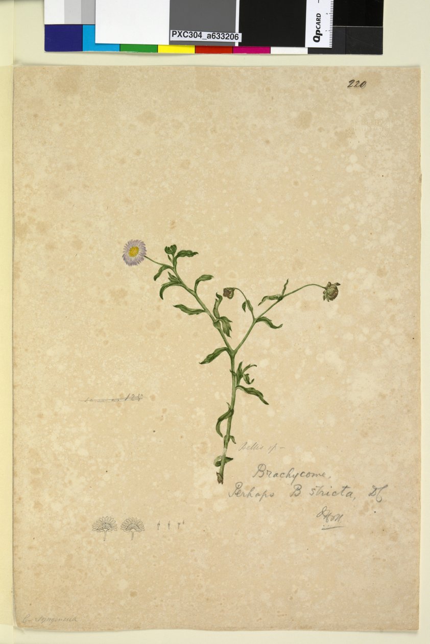 Pagina 220. Brachycome multifida da John William Lewin